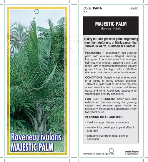 Picture of PALM RAVENEA RIVULARIS MAJESTIC PALM Jumbo Tag                                                                                                        