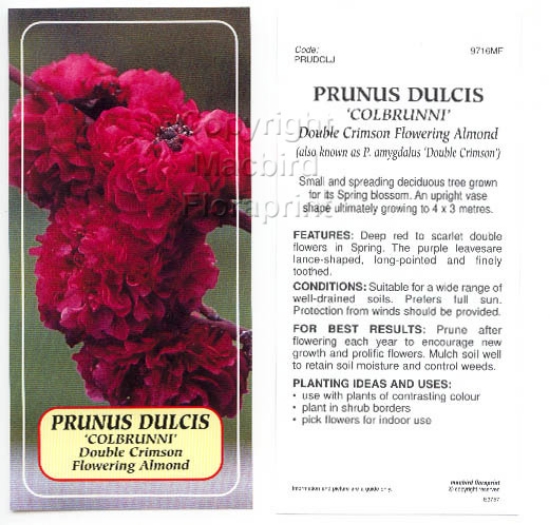 Picture of PRUNUS DULCIS COLBRUNNI DOUBLE CRIMSON Jumbo Tag                                                                                                      
