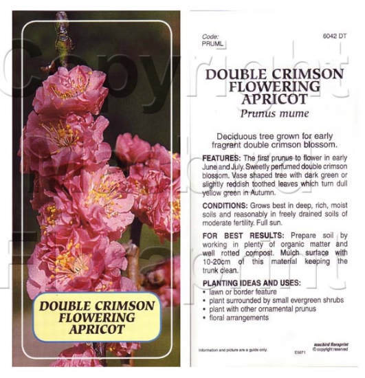 Picture of PRUNUS MUME DOUBLE CRIMSON FLOWERING APRICOT Jumbo Tag                                                                                                