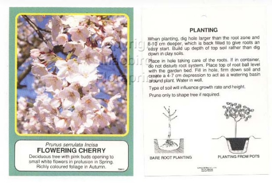 Picture of PRUNUS SERRULATA INCISA Jumbo Tag                                                                                                                     