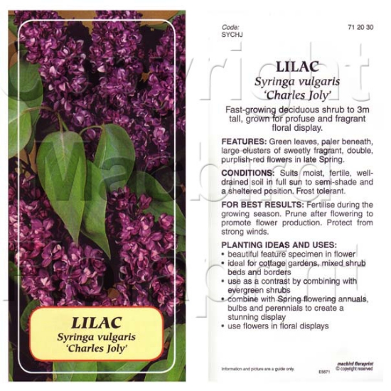 Picture of SYRINGA LILAC CHARLES JOLY Jumbo Tag                                                                                                                  