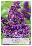 Picture of SYRINGA LILAC CONGO Jumbo Tag                                                                                                                         