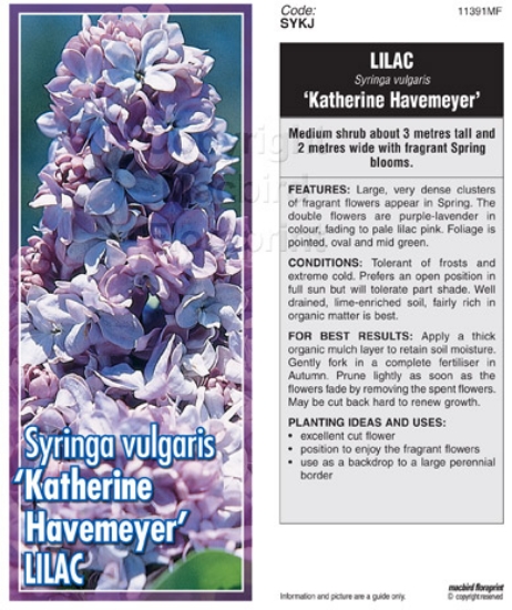 Picture of SYRINGA LILAC KATHERINE HAVEMEYER Jumbo Tag                                                                                                           