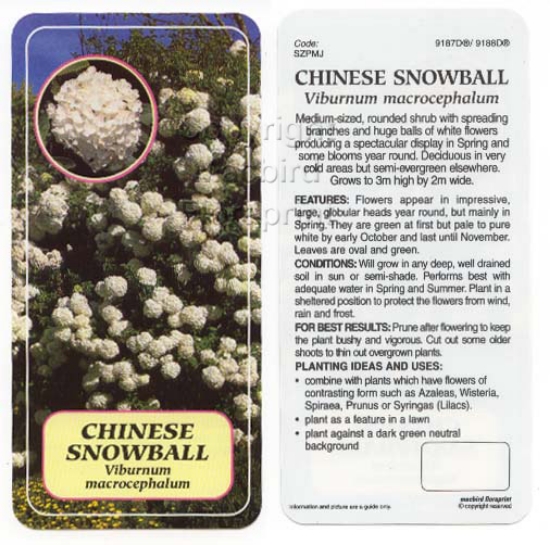 Picture of VIBURNUM MACROCEPHALUM CHINESE SNOWBALL Jumbo Tag                                                                                                     
