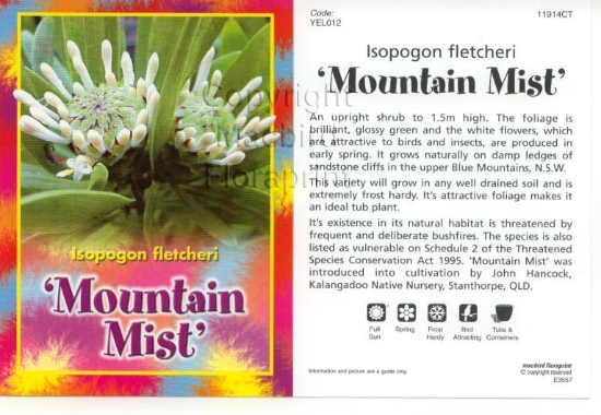 Picture of ISOPOGON MOUNTAIN MIST Jumbo Tag                                                                                                                      