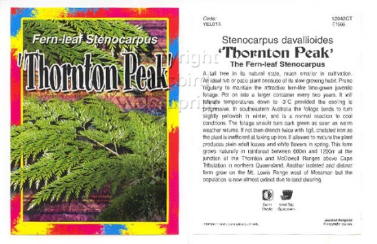 Picture of STENOCARPUS THORNTON PEAK Jumbo Tag                                                                                                                   