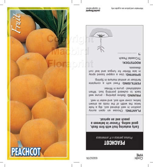 Picture of FRUIT PEACHCOT Jumbo Tag                                                                                                                              