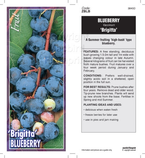 Picture of FRUIT BLUEBERRY BRIGITTA Jumbo Tag                                                                                                                    