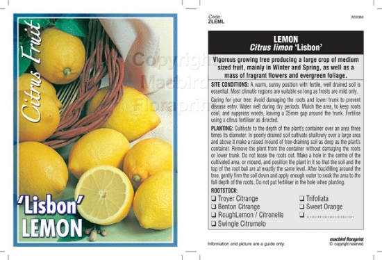 Picture of FRUIT CITRUS LEMON LISBON Jumbo Tag                                                                                                                   