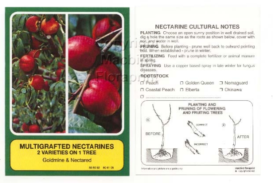 Picture of FRUIT NECTARINE MULTIGRAFT 2 ON 1 Jumbo Tag                                                                                                           