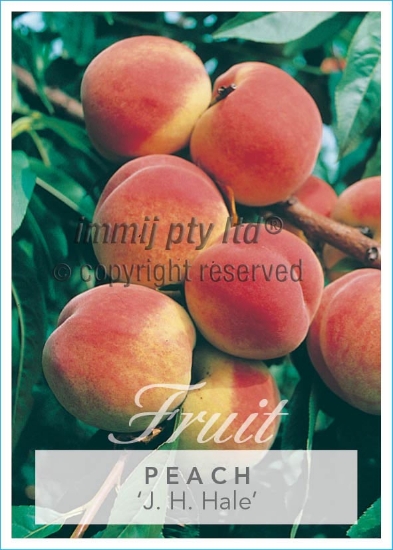 Picture of FRUIT PEACH J H HALE (HERITAGE) Jumbo Tag                                                                                                             