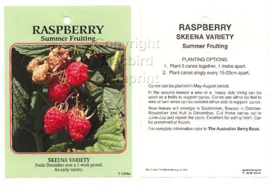 Picture of FRUIT RASPBERRY SUMMER FRUITING SKEENA VARIETY Jumbo Tag                                                                                              
