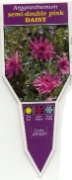 Picture of ARGYRANTHEMUM SEMI DOUBLE PINK DAISY                                                                                                                  