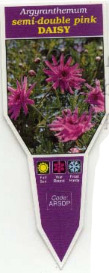 Picture of ARGYRANTHEMUM SEMI DOUBLE PINK DAISY                                                                                                                  