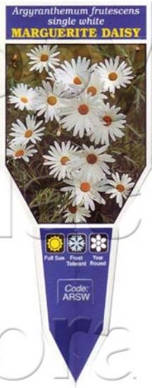 Picture of ARGYRANTHEMUM FRUTESCENS SINGLE WHITE MARGUERITE D                                                                                                    