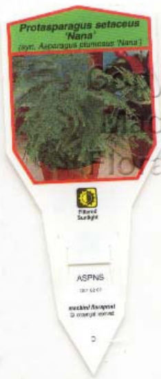 Picture of PROTASPARAGUS SETACEUS NANA                                                                                                                           