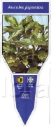 Picture of AUCUBA JAPONICA                                                                                                                                       