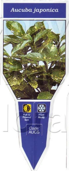 Picture of AUCUBA JAPONICA                                                                                                                                       