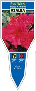 Picture of AZALEA RED WING                                                                                                                                       