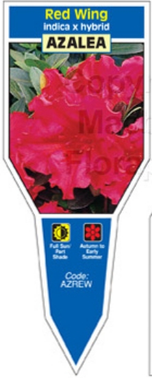 Picture of AZALEA RED WING                                                                                                                                       