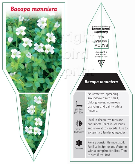 Picture of BACOPA MONNIERA                                                                                                                                       