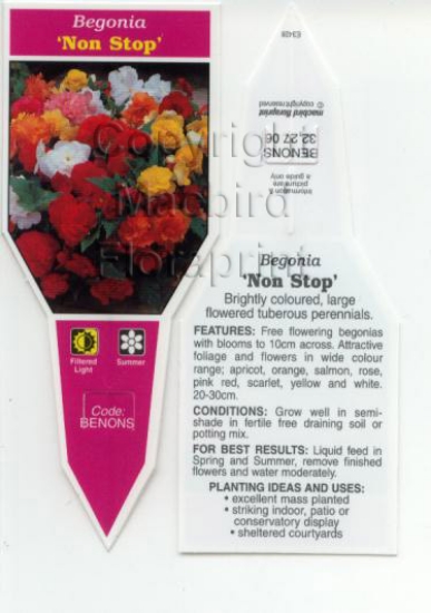 Picture of BEGONIA NON STOP                                                                                                                                      