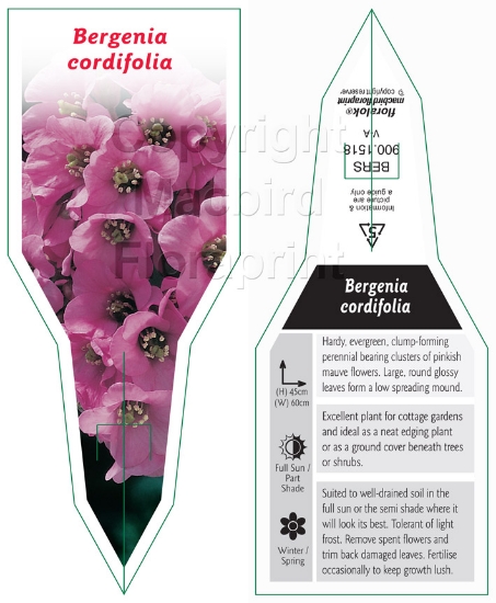 Picture of HOUSEPLANT BERGENIA CORDIFOLIA                                                                                                                        