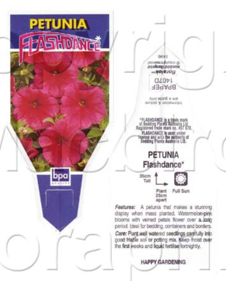 Picture of ANNUAL PETUNIA FLASHDANCE (Petunia x hybrida)                                                                                                         