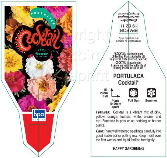 Picture of ANNUAL PORTULACA COCKTAIL MIXED (Portulaca grandiflora)                                                                                               