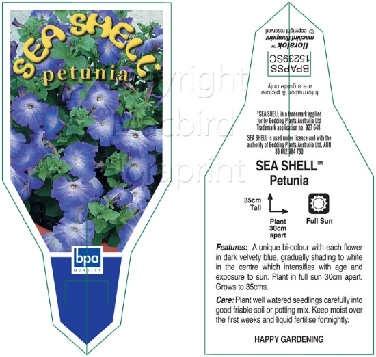 Picture of ANNUAL PETUNIA SEA SHELL (Petunia x hybrida)                                                                                                          