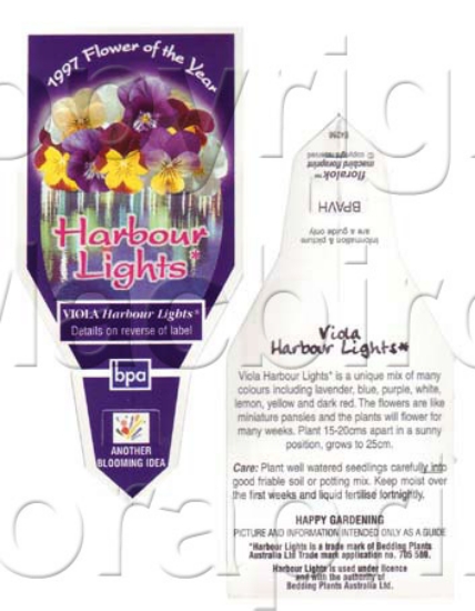 Picture of ANNUAL VIOLA HARBOUR LIGHTS (Viola cornuta)                                                                                                           