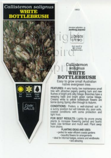 Picture of CALLISTEMON SALIGNUS WHITE BOTTLEBRUSH                                                                                                                