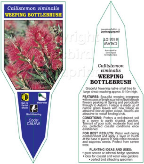 Picture of CALLISTEMON VIMINALIS WEEPING BOTTLEBRUSH                                                                                                             