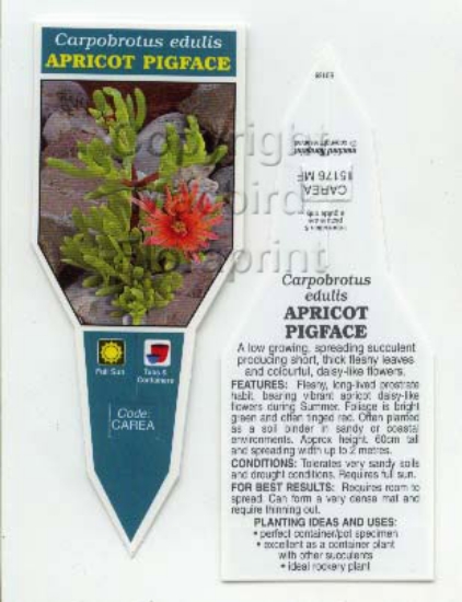 Picture of SUCCULENT CARPOBROTUS EDULIS APRICOT PIG FACE                                                                                                         