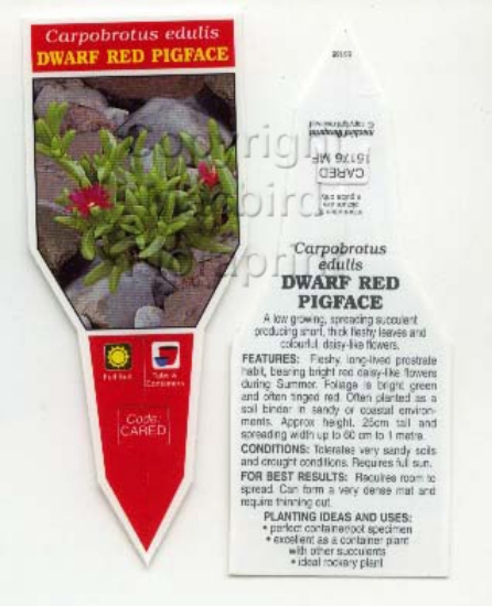 Picture of SUCCULENT CARPOBROTUS EDULIS DWARF RED PIG FACE                                                                                                       