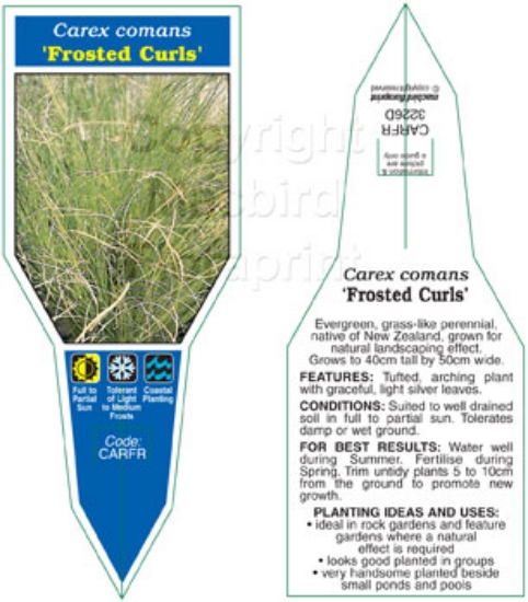 Picture of CAREX COMANS FROSTED CURLS                                                                                                                            