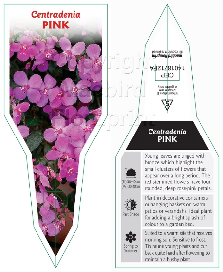 Picture of CENTRADENIA PINK                                                                                                                                      