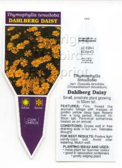 Picture of THYMOPHYLLA TENUILOBA DAHLBERG DAISY                                                                                                                  