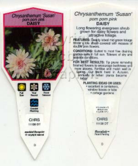 Picture of CHRYSANTHEMUM FRUTESCENS SUSAN POM POM PINK                                                                                                           