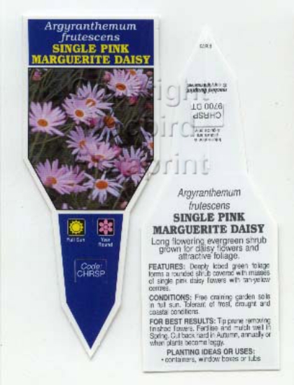 Picture of ARGYRANTHEMUM FRUTESCENS SINGLE PINK                                                                                                                  