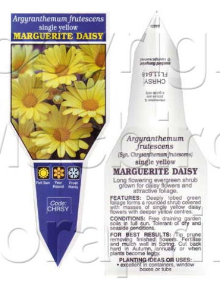 Picture of ARGYRANTHEMUM FRUTESCENS SINGLE YELLOW                                                                                                                