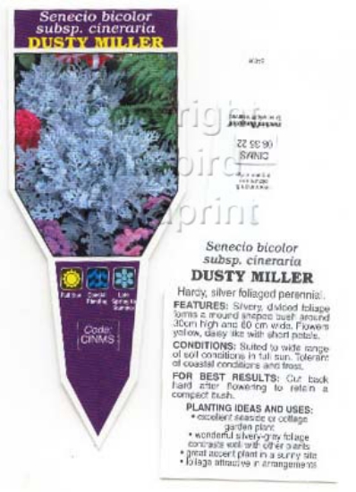Picture of SENECIO BICOLOR CINERARIA DUSTY MILLER                                                                                                                