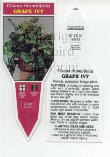 Picture of CISSUS RHOMBIFOLIA GRAPE IVY                                                                                                                          