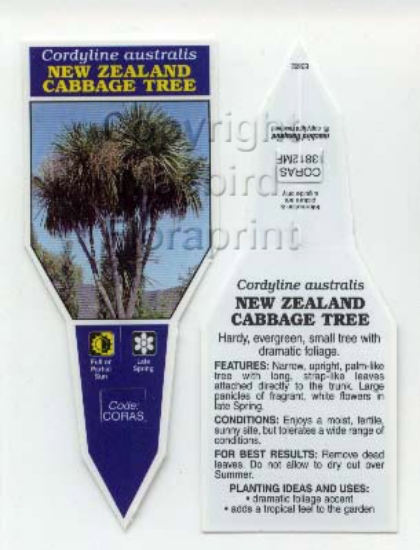 Picture of CORDYLINE AUSTRALIS NEW ZEALAND CABBAGE TREE                                                                                                          
