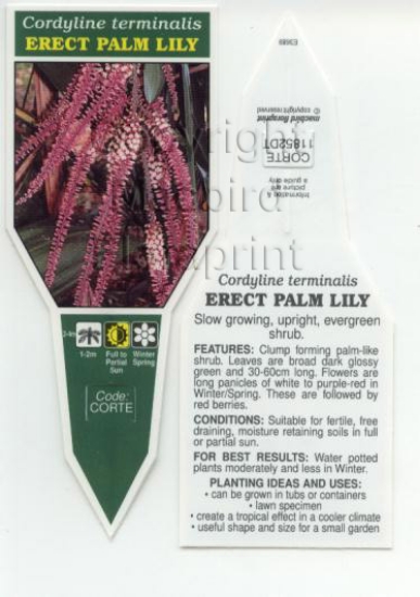 Picture of CORDYLINE TERMINALIS                                                                                                                                  