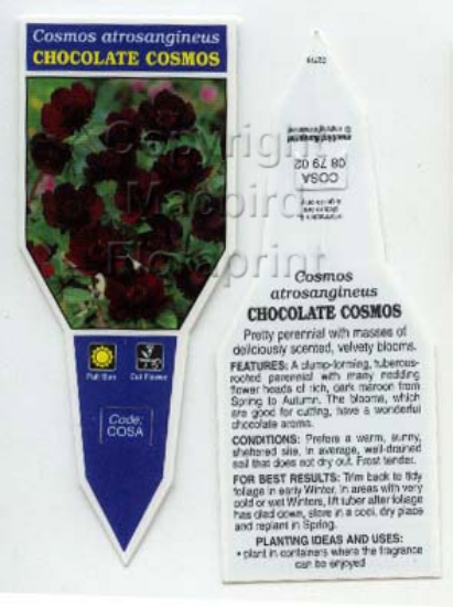 Picture of COSMOS ATROSANGINEUS CHOCOLATE COSMOS                                                                                                                 