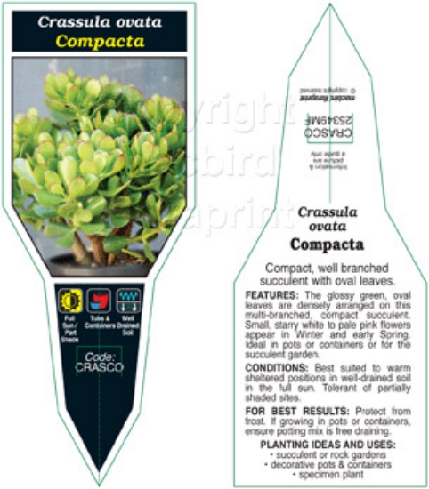 Picture of SUCCULENT CRASSULA OVATA COMPACTA                                                                                                                     