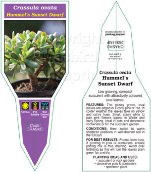 Picture of SUCCULENT CRASSULA OVATA HUMMELS SUNSET DWARF                                                                                                         