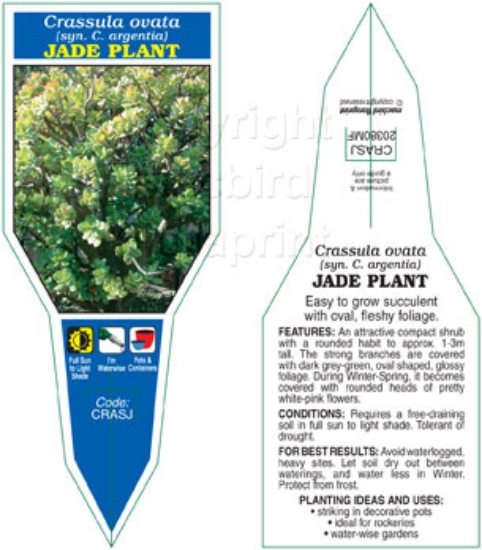 Picture of SUCCULENT CRASSULA OVATA (SYN C. ARGENTEA) JADE PLANT                                                                                                 
