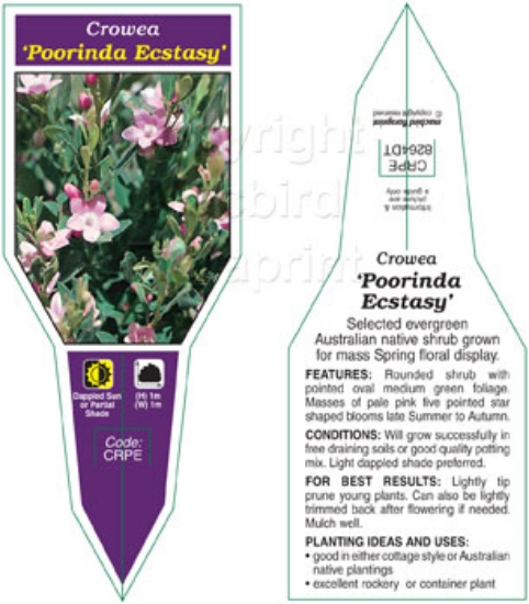 Picture of CROWEA POORINDA ECSTASY                                                                                                                               